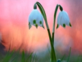 Märzenbecher (Leucojum vernum)