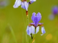 Sibirische Schwertlilie (Iris sibirica)