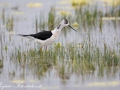 Stelzenläufer (Himantopus himantopus)