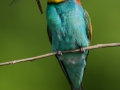 Bienenfresser (Merops apiaster)