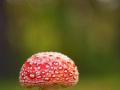 Fliegenpilz (Amanita muscaria)