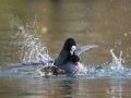 Blässhuhn (Fulica atra)