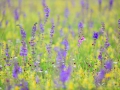 Violette Königskerze (Verbascum phoeniceum) und Wiesensalbei (Salvia pratensis)