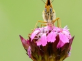 Flockenblumen-Scheckenfalter (Melitaea phoebe)