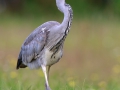 Graureiher (Ardea cinerea)