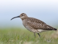 Regenbrachvogel (Numenius phaeopus)