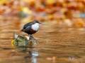 Wasseramsel (Cinclus cinclus)