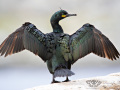 Krähenscharbe (Phalacrocorax aristotelis)