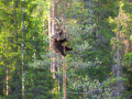 Braunbär (Ursus arctos)