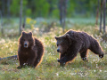 Braunbären (Ursus arctos)