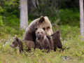 Braunbärenfamilie (Ursus arctos)