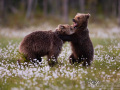 Braunbären (Ursus arctos)