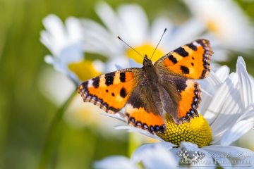 Kleiner Fuchs (Aglais urticae)