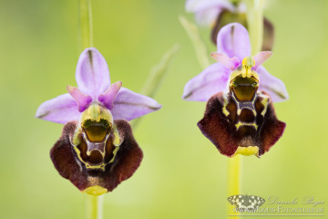 Hummel-Ragwurz (Ophrys holoserica)