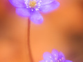 Leberblümchen (Hepatica nobilis)