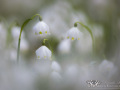 Märzenbecher (Leucojum vernum)