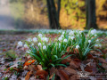 Märzenbecher (Leucojum vernum)