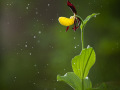 Frauenschuh (Cypripedium calceolus)