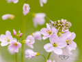 Aurorafalter (Anthocharis cardamines)