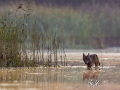 Wolf (Canis Lupus)