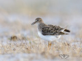 Temminckstrandläufer (Calidris temminckii)